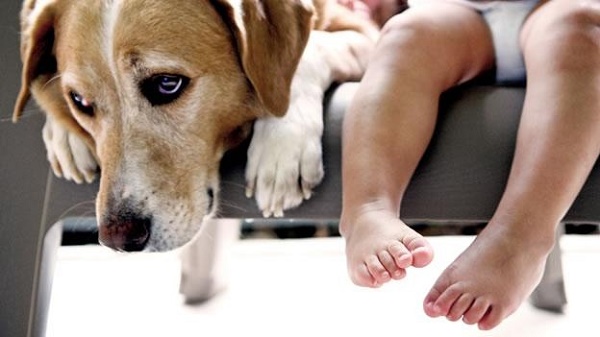 alergia_perros